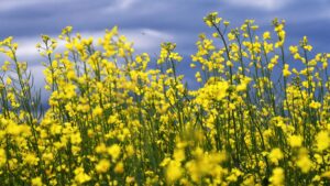 Российские школьники разработали метод защиты рапса от опасного грибка